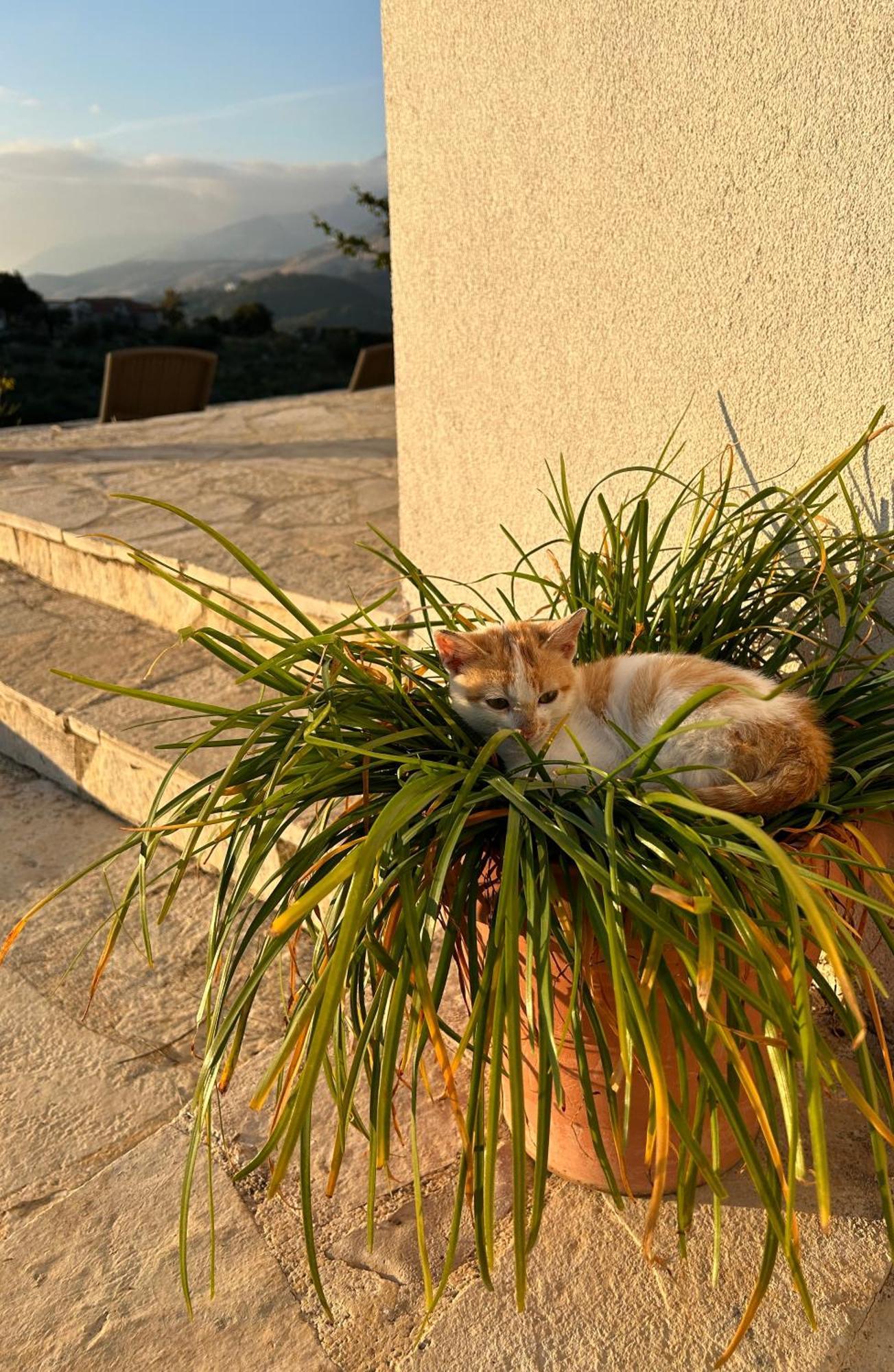 Hostel On The Hill - By Filikuri Beach Himare Bagian luar foto